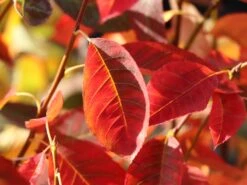 Essbare Felsenbirne 'Ballerina' -Günstiges Erd Seele Geschäft essbare felsenbirne ballerina m009780 w 2