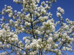 Essbare Felsenbirne 'Ballerina' -Günstiges Erd Seele Geschäft essbare felsenbirne ballerina m009780 w 3