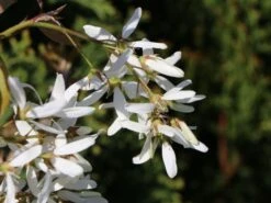 Essbare Felsenbirne 'Ballerina' -Günstiges Erd Seele Geschäft essbare felsenbirne ballerina m009780 w 5