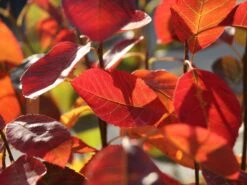 Essbare Felsenbirne 'Ballerina' -Günstiges Erd Seele Geschäft essbare felsenbirne ballerina m009780 w 6