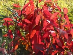 Essbare Felsenbirne 'Ballerina' -Günstiges Erd Seele Geschäft essbare felsenbirne ballerina m009780 w 8