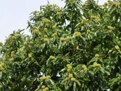 Esskastanie 'Bouche De Betizac' 10 Esskastanie 'Bouche De Betizac' -Günstiges Erd Seele Geschäft esskastanie bouche de betizac m056496 w 0