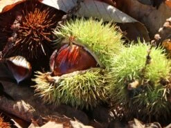 Esskastanie 'Bouche De Betizac' 11 Esskastanie 'Bouche De Betizac' -Günstiges Erd Seele Geschäft esskastanie bouche de betizac m056496 w 1