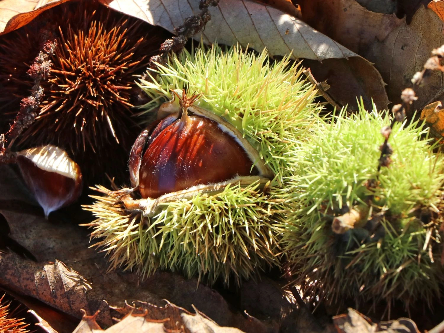 Esskastanie 'Bouche De Betizac' 6 Esskastanie 'Bouche De Betizac' – Bild 4