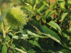 Esskastanie 'Bouche De Betizac' 12 Esskastanie 'Bouche De Betizac' -Günstiges Erd Seele Geschäft esskastanie bouche de betizac m056496 w 2