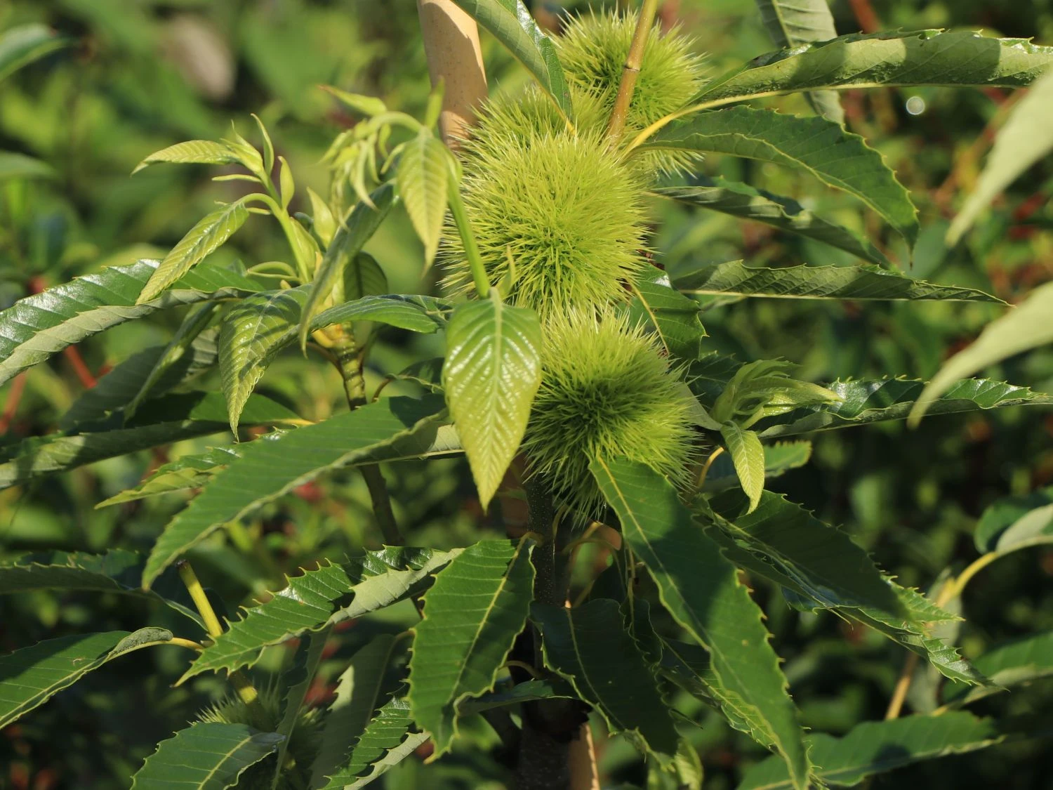 Esskastanie 'Bouche De Betizac' 4 Esskastanie 'Bouche De Betizac' – Bild 2