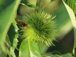 Esskastanie 'Bouche De Betizac' 13 Esskastanie 'Bouche De Betizac' -Günstiges Erd Seele Geschäft esskastanie bouche de betizac m056496 w 4