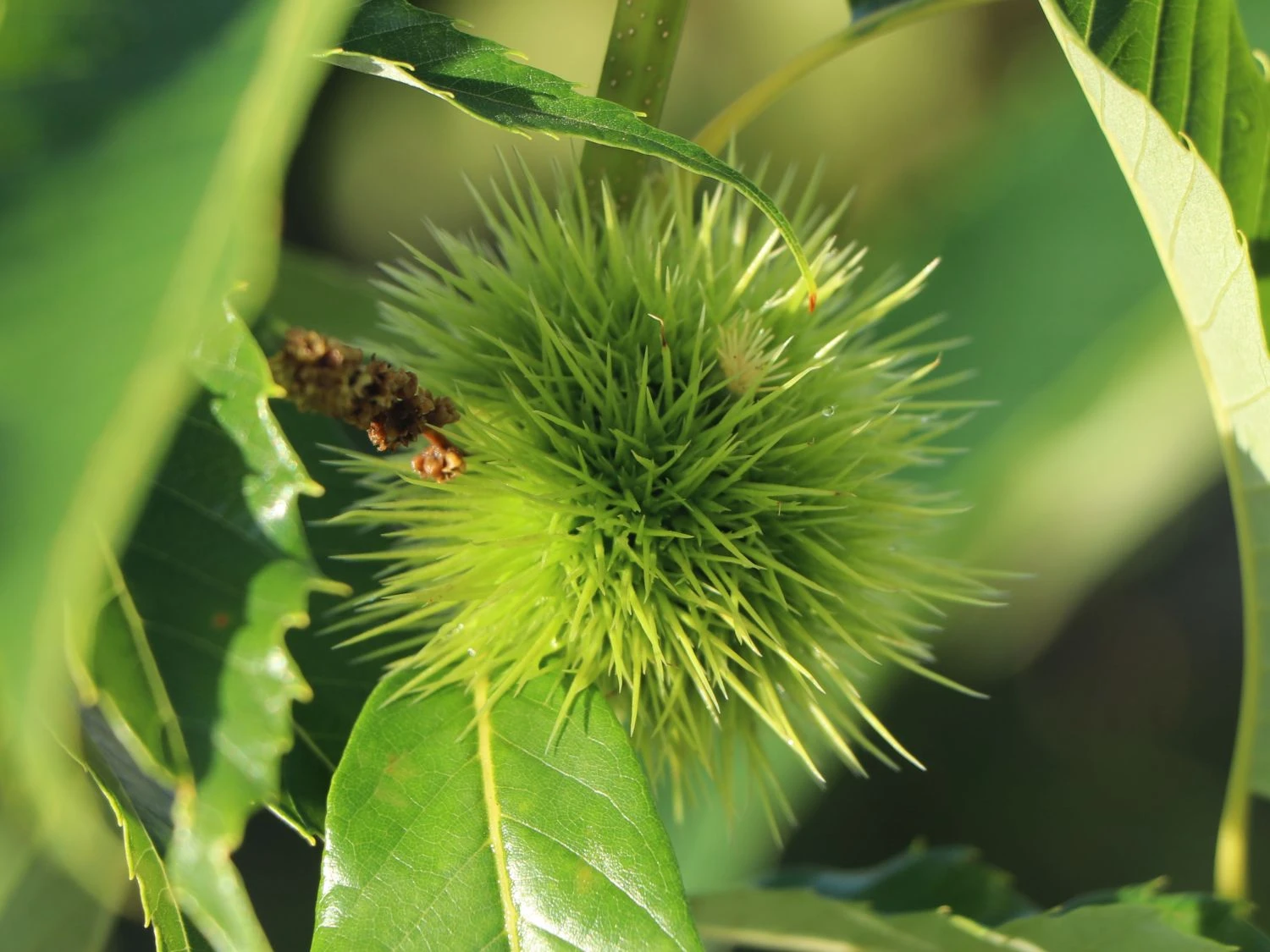 Esskastanie 'Bouche De Betizac' 8 Esskastanie 'Bouche De Betizac' – Bild 6