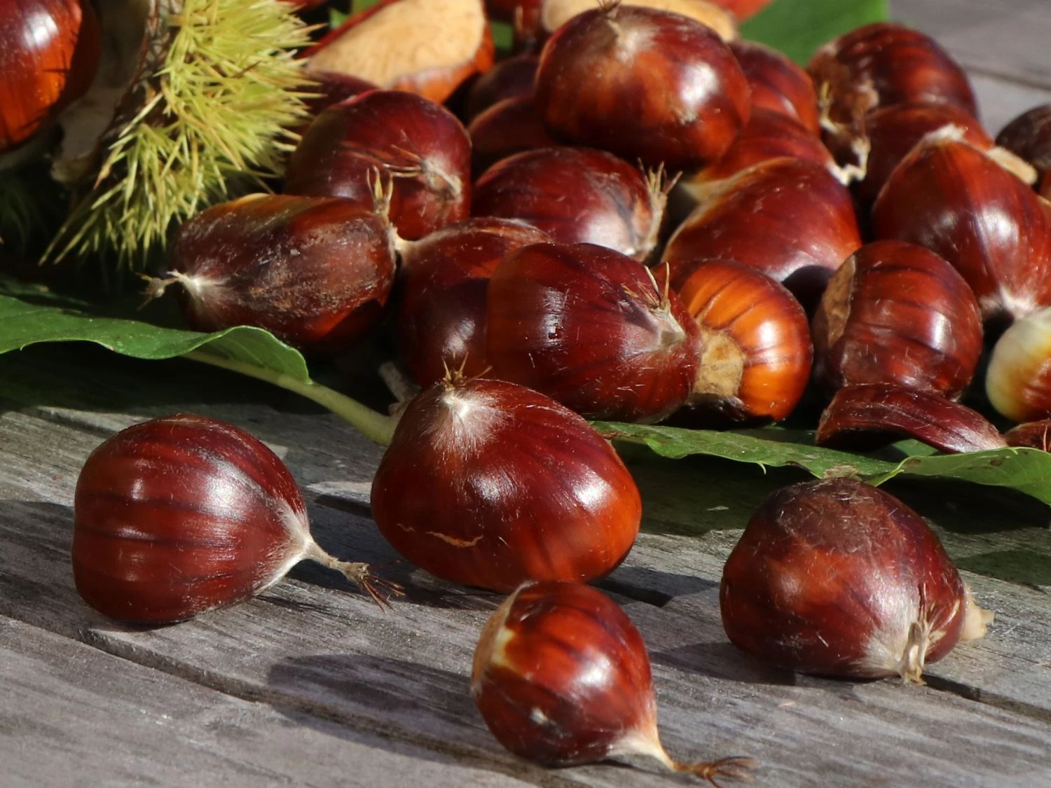 Esskastanie 'Marlhac' 7 Esskastanie 'Marlhac' – Bild 5