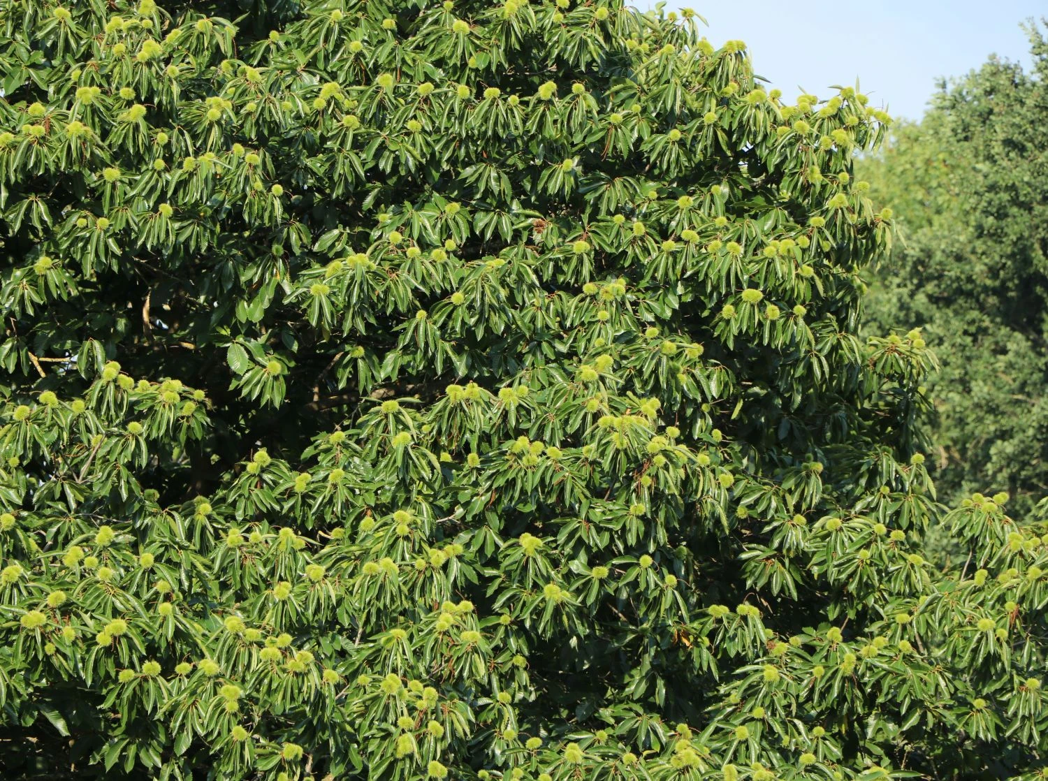 Esskastanie 'Marlhac' 5 Esskastanie 'Marlhac' – Bild 3