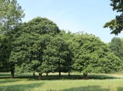 Esskastanie 'Marlhac' 11 Esskastanie 'Marlhac' -Günstiges Erd Seele Geschäft esskastanie marlhac m056495 w 2