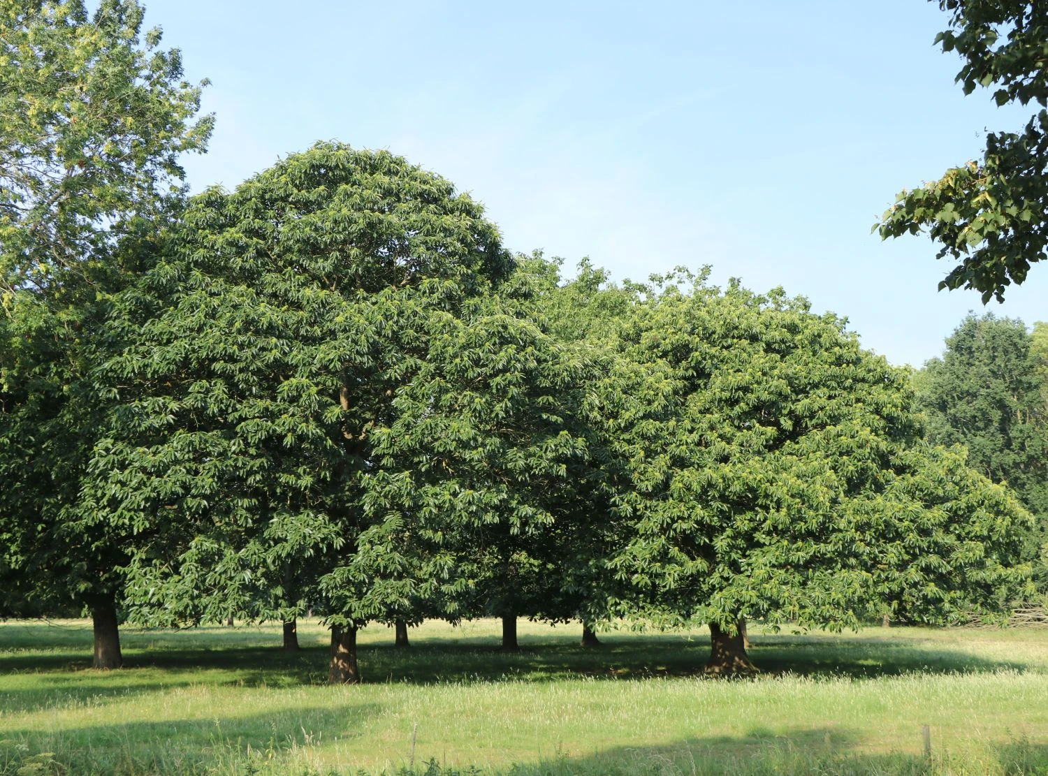 Esskastanie 'Marlhac' 6 Esskastanie 'Marlhac' – Bild 4