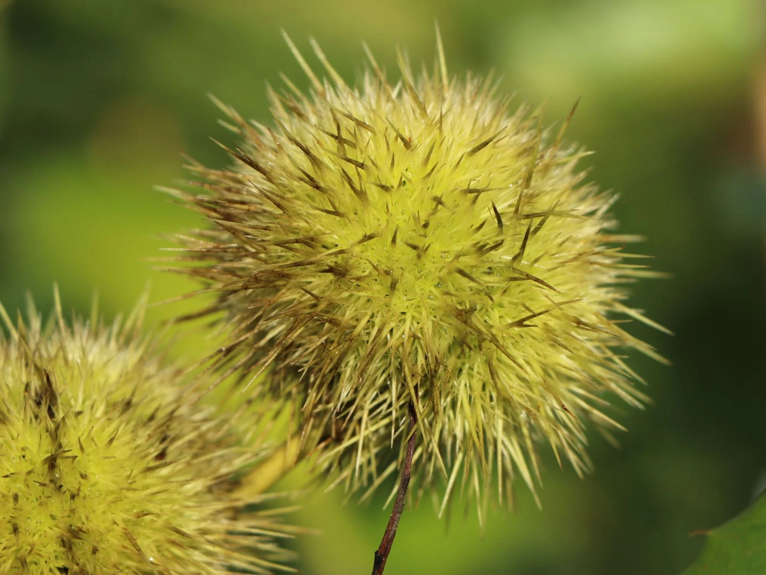 Esskastanie 'Marlhac' 4 Esskastanie 'Marlhac' – Bild 2