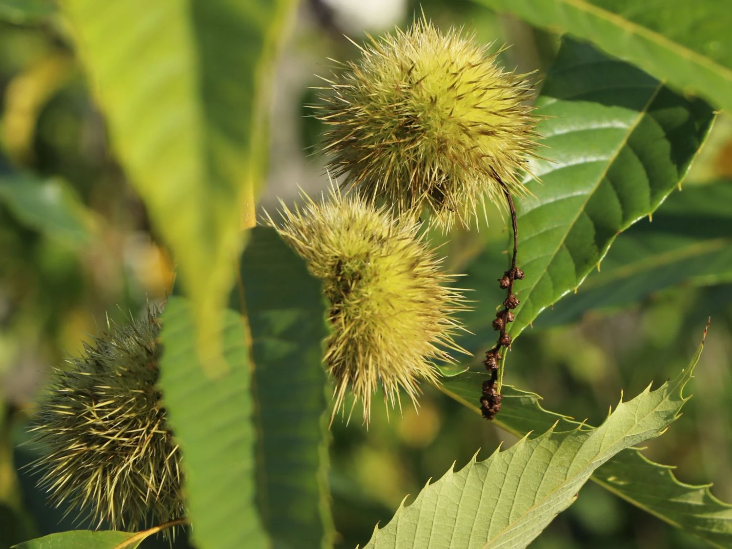 Esskastanie 'Marlhac' 8 Esskastanie 'Marlhac' – Bild 6