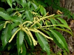 Esskastanie 'Doree De Lyon' -Günstiges Erd Seele Geschäft esskastanie veredelung grossfruechte von lyon m054319 w 0