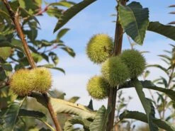 Esskastanie 'Doree De Lyon' -Günstiges Erd Seele Geschäft esskastanie veredelung grossfruechte von lyon m054319 w 1