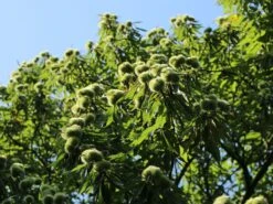 Esskastanie 'Doree De Lyon' -Günstiges Erd Seele Geschäft esskastanie veredelung grossfruechte von lyon m054319 w 2