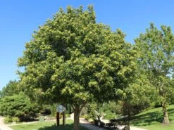 Esskastanie 'Doree De Lyon' -Günstiges Erd Seele Geschäft esskastanie veredelung grossfruechte von lyon m054319 w 3