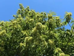 Esskastanie 'Doree De Lyon' -Günstiges Erd Seele Geschäft esskastanie veredelung grossfruechte von lyon m054319 w 4