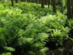 Europäischer Straußenfarn -Günstiges Erd Seele Geschäft europaeischer straussenfarn m010728 w 0