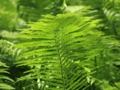 Europäischer Straußenfarn -Günstiges Erd Seele Geschäft europaeischer straussenfarn m010728 w 1