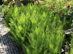 Europäischer Straußenfarn -Günstiges Erd Seele Geschäft europaeischer straussenfarn m010728 w 10