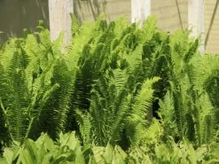 Europäischer Straußenfarn -Günstiges Erd Seele Geschäft europaeischer straussenfarn m010728 w 11