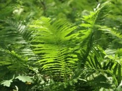 Europäischer Straußenfarn -Günstiges Erd Seele Geschäft europaeischer straussenfarn m010728 w 2