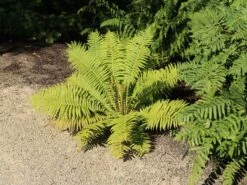 Europäischer Straußenfarn -Günstiges Erd Seele Geschäft europaeischer straussenfarn m010728 w 3