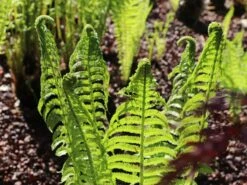 Europäischer Straußenfarn -Günstiges Erd Seele Geschäft europaeischer straussenfarn m010728 w 4