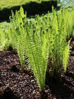 Europäischer Straußenfarn -Günstiges Erd Seele Geschäft europaeischer straussenfarn m010728 w 5