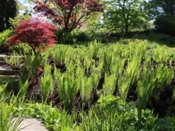 Europäischer Straußenfarn -Günstiges Erd Seele Geschäft europaeischer straussenfarn m010728 w 6