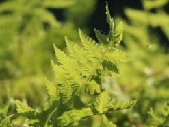 Europäischer Straußenfarn -Günstiges Erd Seele Geschäft europaeischer straussenfarn m010728 w 7