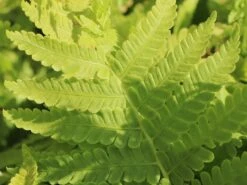 Europäischer Straußenfarn -Günstiges Erd Seele Geschäft europaeischer straussenfarn m010728 w 8