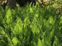 Europäischer Straußenfarn -Günstiges Erd Seele Geschäft europaeischer straussenfarn m010728 w 9