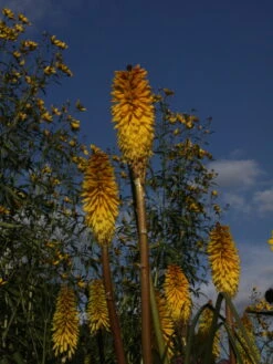 Fackellilie 'Wrexham Buttercup'