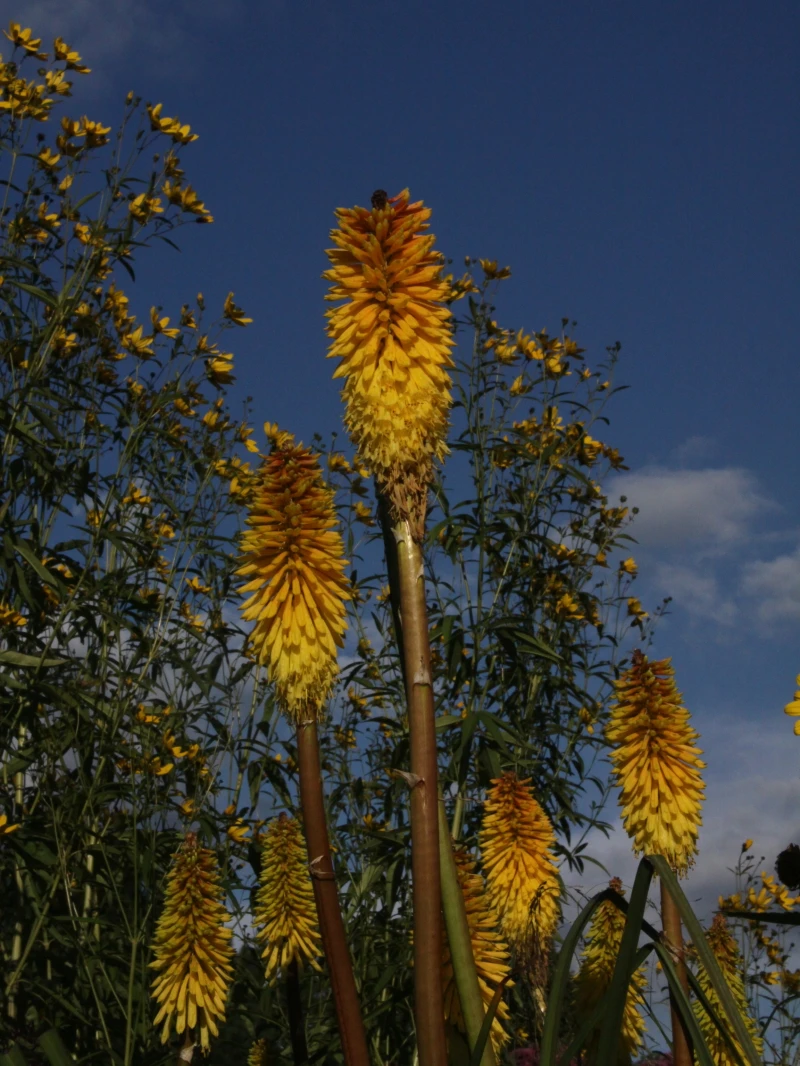 Fackellilie 'Wrexham Buttercup' 3 Fackellilie 'Wrexham Buttercup'