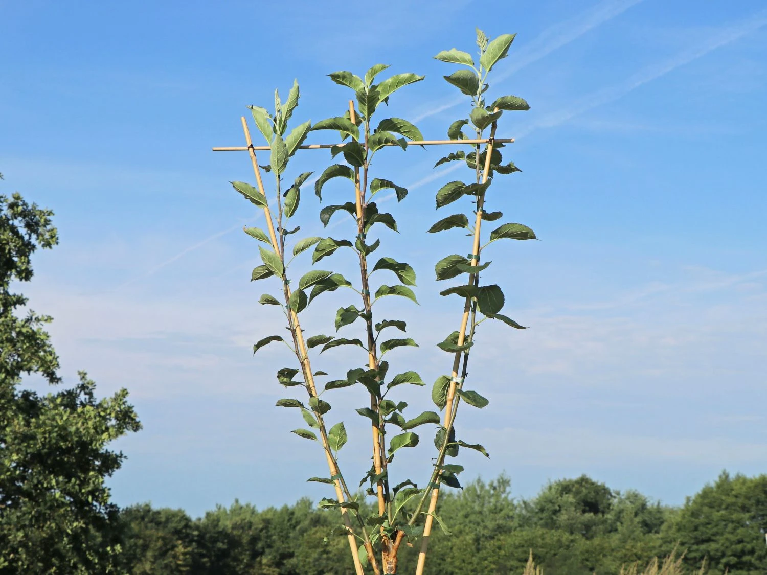 Familienbaum Apfel '3 Sorten Als Spalier Gezogen' 3 Familienbaum Apfel '3 Sorten Als Spalier Gezogen'