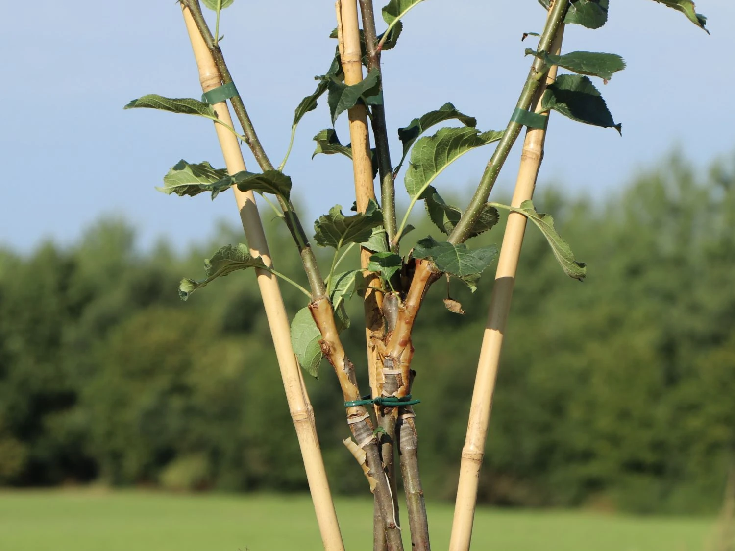 Familienbaum Apfel '3 Sorten Als Spalier Gezogen' 4 Familienbaum Apfel '3 Sorten Als Spalier Gezogen' – Bild 2