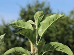 Familienbaum Apfel '3 Sorten Als Spalier Gezogen' 7 Familienbaum Apfel '3 Sorten Als Spalier Gezogen' -Günstiges Erd Seele Geschäft familienbaum apfel 3 sorten als spalier gezogen m113602 w 1