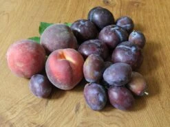 Familienbaum 'Prunus Mit 3 Unterschiedlichen Früchten'