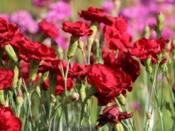 Feder-Nelke 'Desmond'