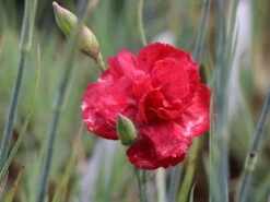 Feder-Nelke 'Desmond' -Günstiges Erd Seele Geschäft feder nelke desmond m077469 w 0