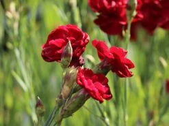 Feder-Nelke 'Desmond' -Günstiges Erd Seele Geschäft feder nelke desmond m077469 w 2