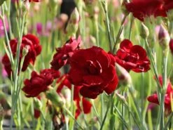 Feder-Nelke 'Desmond' -Günstiges Erd Seele Geschäft feder nelke desmond m077469 w 3