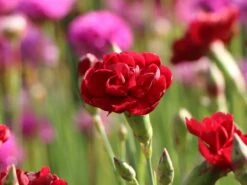 Feder-Nelke 'Desmond' -Günstiges Erd Seele Geschäft feder nelke desmond m077469 w 4