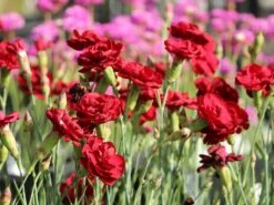 Feder-Nelke 'Desmond' -Günstiges Erd Seele Geschäft feder nelke desmond m077469 w 6