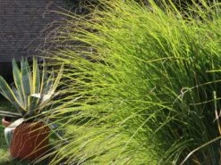 Federborstengras 'Japonicum'