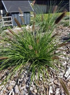 Federborstengras -Günstiges Erd Seele Geschäft federborstengras m055707 193676 0