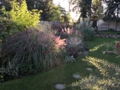 Federborstengras -Günstiges Erd Seele Geschäft federborstengras m055707 695977 0